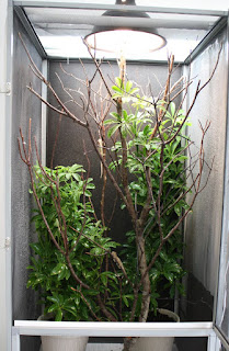 Veiled Chameleon Setup Checklist Veiled Chameleon Setup