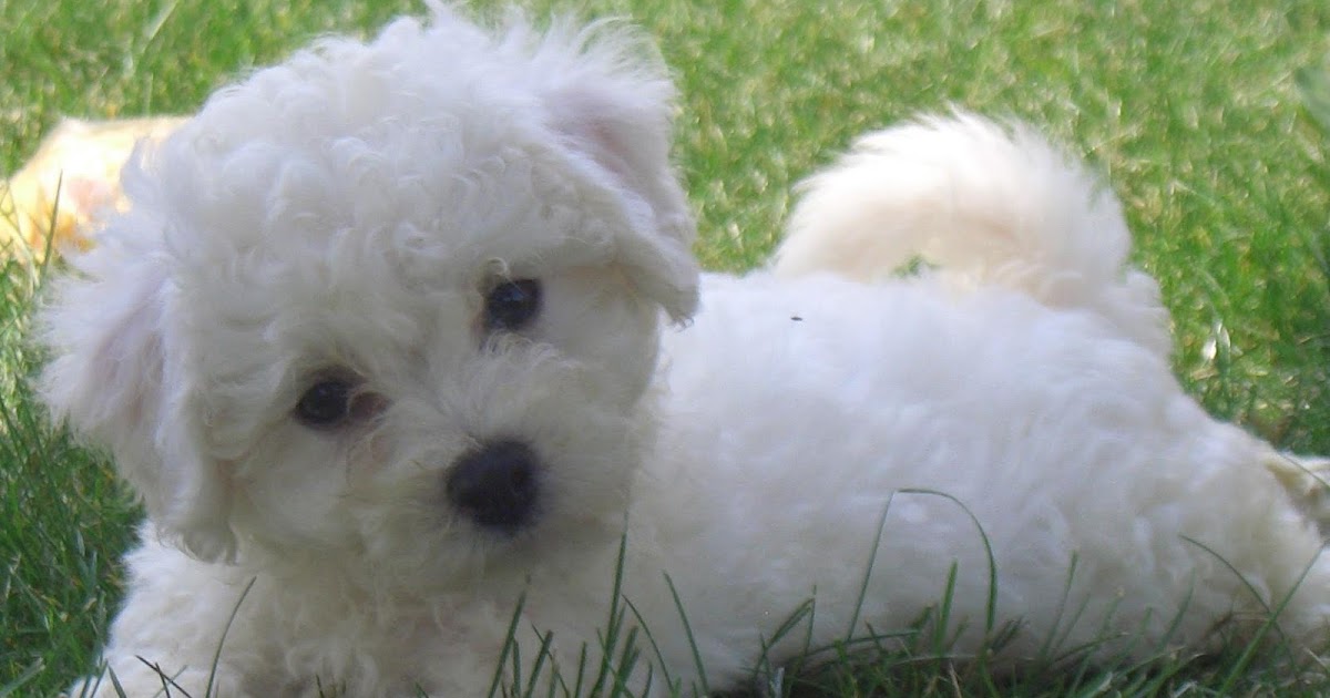 Cute Puppy Dogs Cute Bichon Frise Puppies Puppy