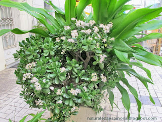 Crassula ovata = Crassula argentea