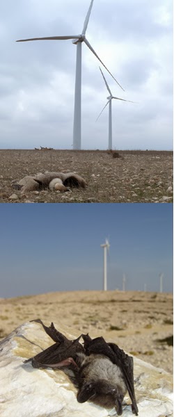 I Congreso Ibérico sobre Energía Eólica y Conservación de la Fauna I Congreso Ibérico sobre Energía Eólica y Conservación de la Fauna