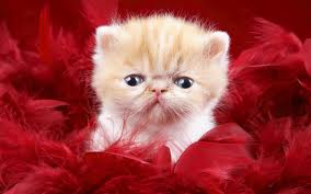 funny cat wallpapers