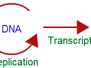 Central Dogma Diagram Central Dogma Diagram