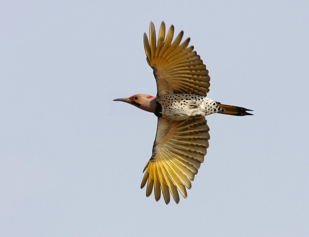 Birding Berrien and Beyond Yellow Wagwings