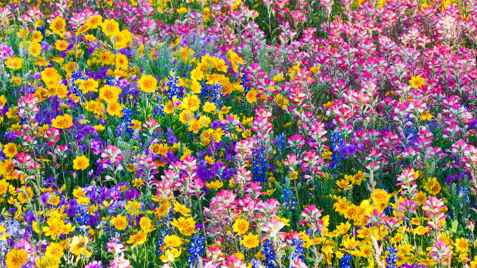 Free Image Bank Nuevas flores en el campo (imágenes de 1920x1080px)