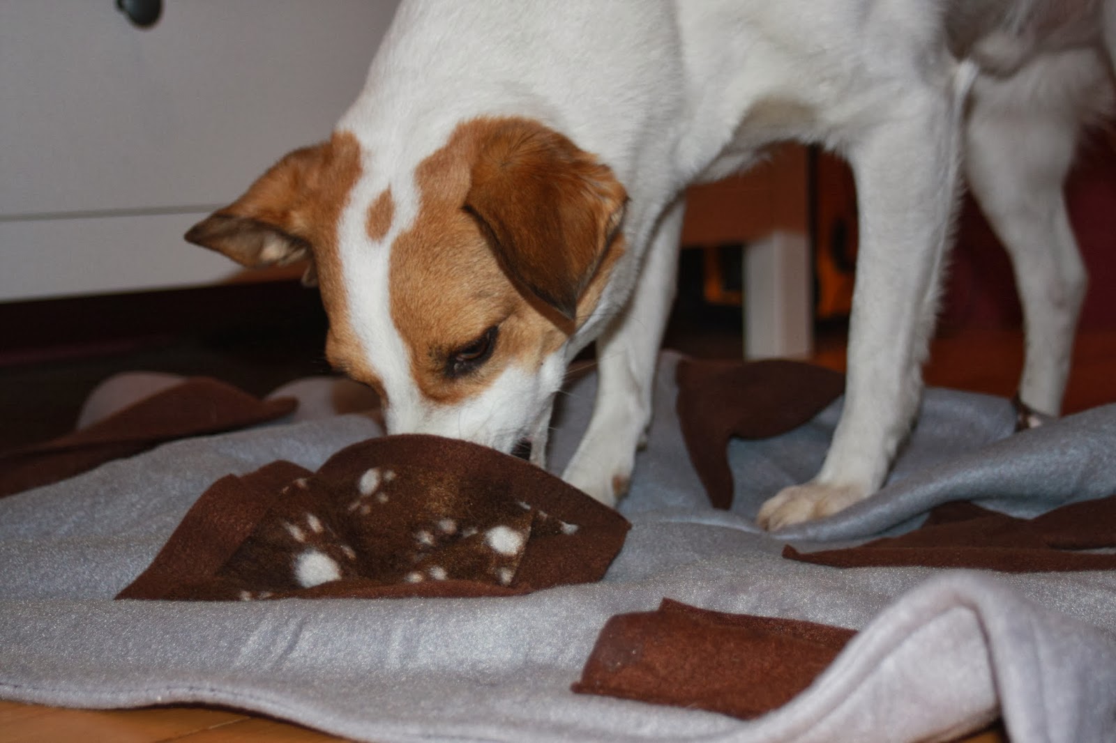 Drei Hundeleben Die Suchdecke