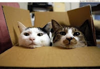 kucing didalam kotak