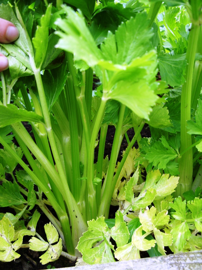 Kelli's Northern Ireland Garden Veg Update (lettuces, potatoes, celery