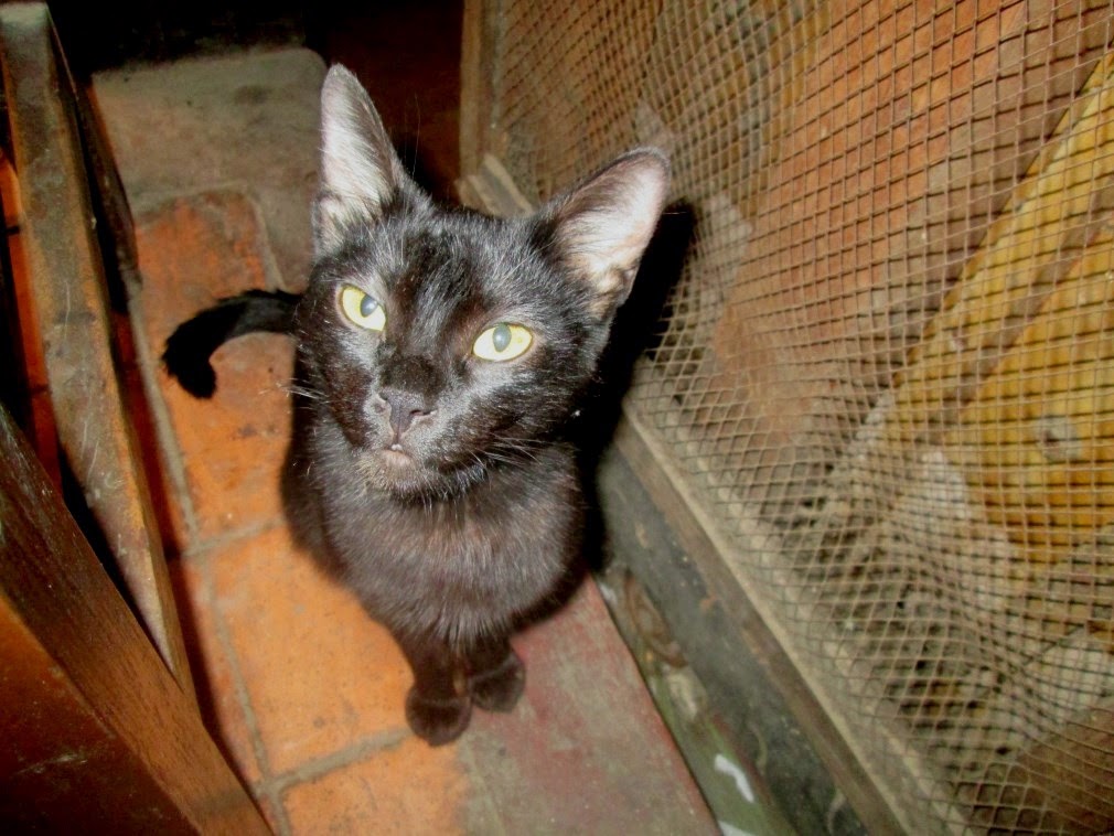 Ani and Britt in Nepal Kitty company