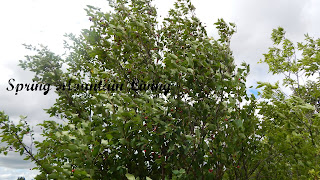 juneberry tree