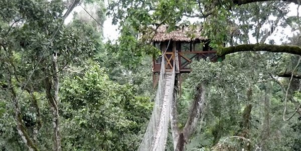 Top 10 Shaky Treehouses, by PModels.blog Top 10 Shaky Treehouses