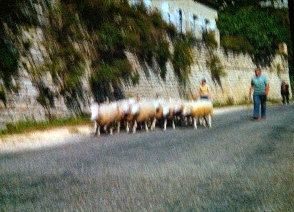 The Impressions de France script called for an encounter between a herd of famous Disney sheep and a gang of bicyclists.