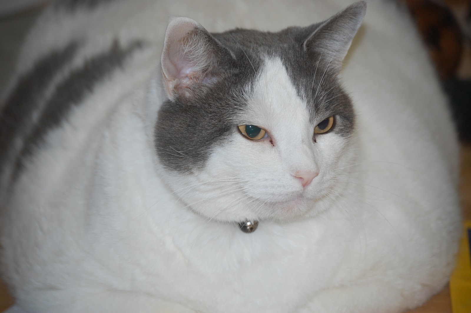 Tales from the vault. Fat old cats.