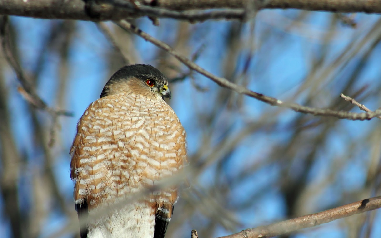 Explore Missouri Coopers Hawk