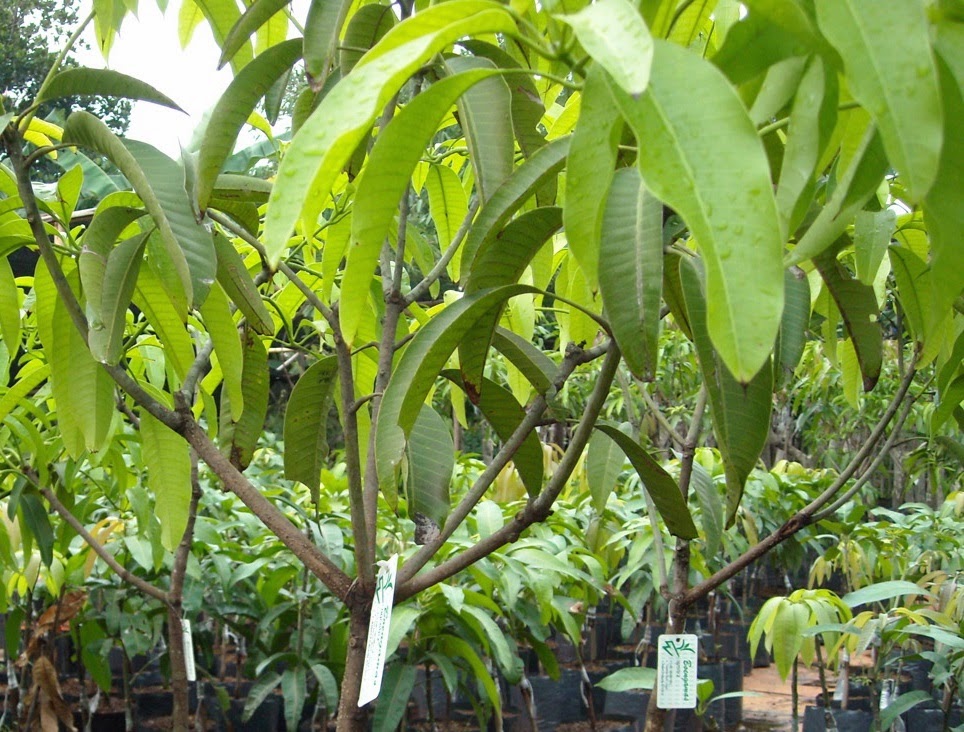 Gambar Klasifikasi Tumbuhan Dikotil Monokotil Anneahira Gambar Buah di