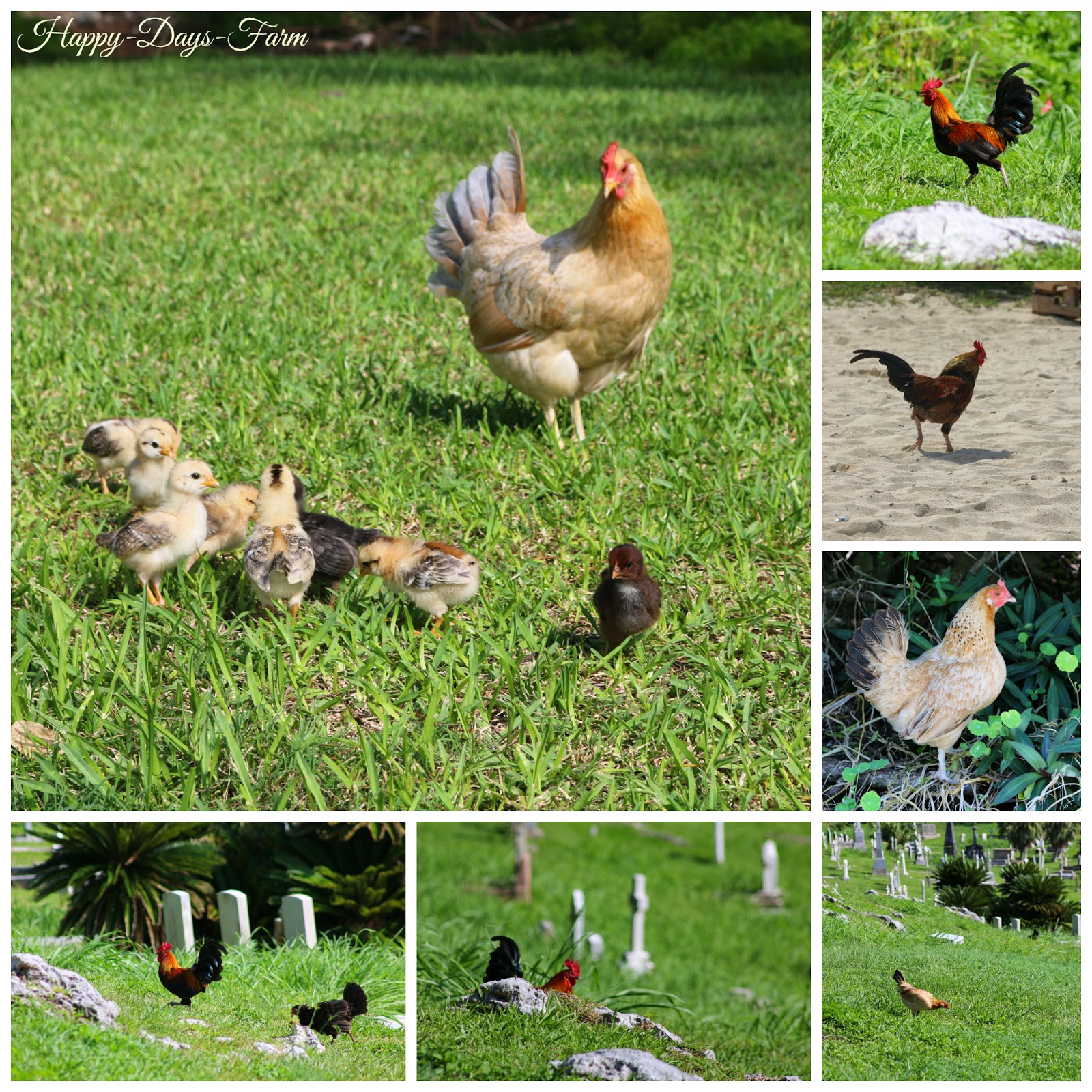 Wild, Feral Chickens in Bermuda? Yes! Happy Days Farm
