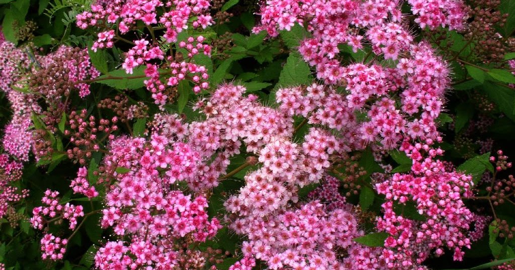 The Vermont Gardener Plan For Butterflies