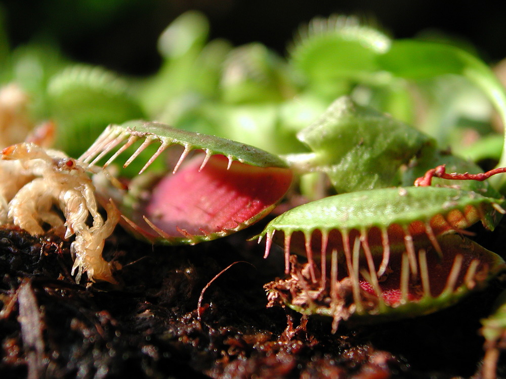Biology Snippets How many times can a Venus Fly Trap open and close?