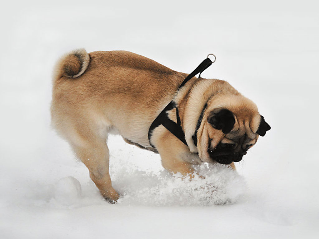 pug puppies wallpapers pug wallpapers hd wallpapers memes pug puppies wallpapers pug wallpapers hd wallpapers memes