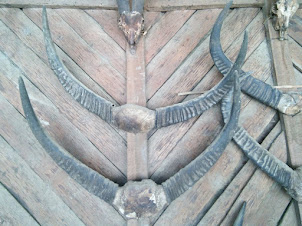 Decorative  Buffalo horns inside Wangnao konyak hut.