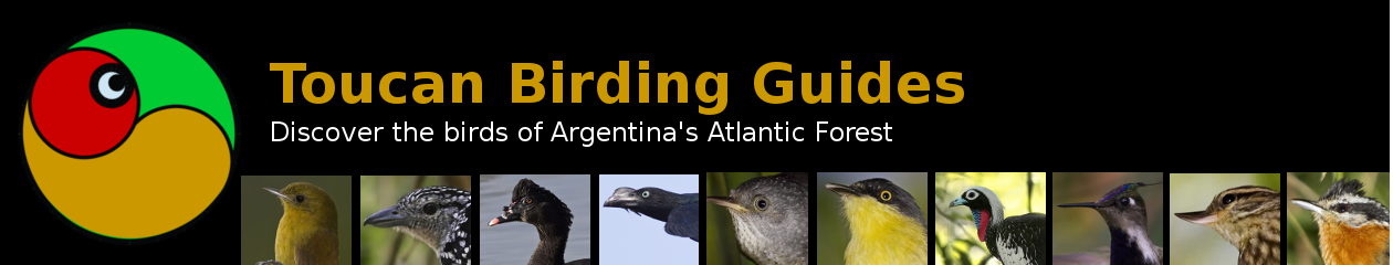 Birding Misiones with Toucan Birding Guides