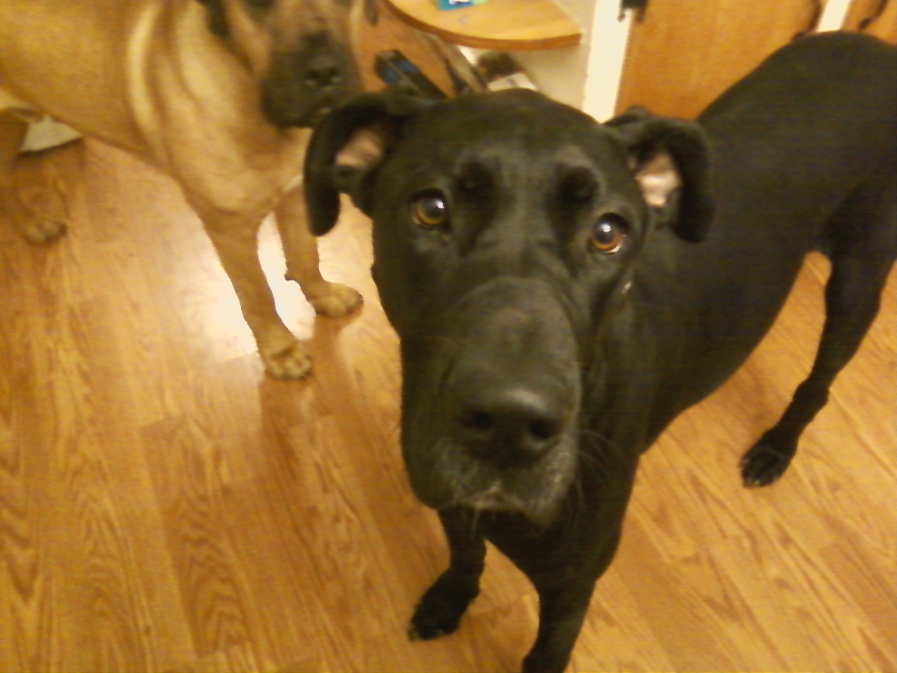 laughing my abs off a week with the dogs