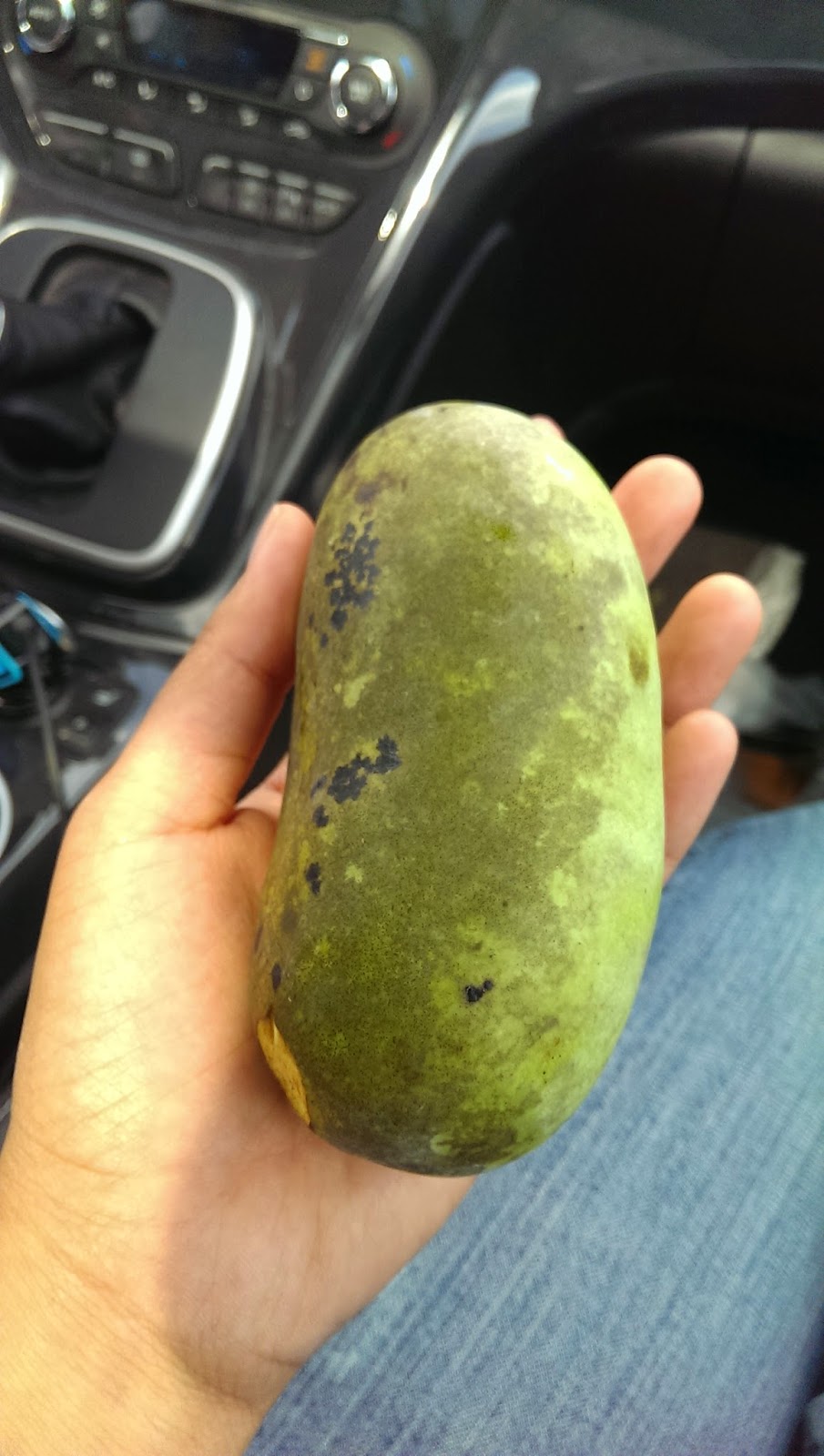 Louisville Off Track Pawpaw Kentucky's Tropical Fruit