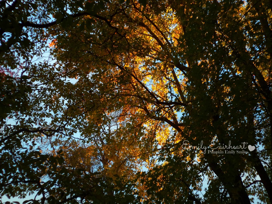 Orange and yellow leaves on a tree in the fall.