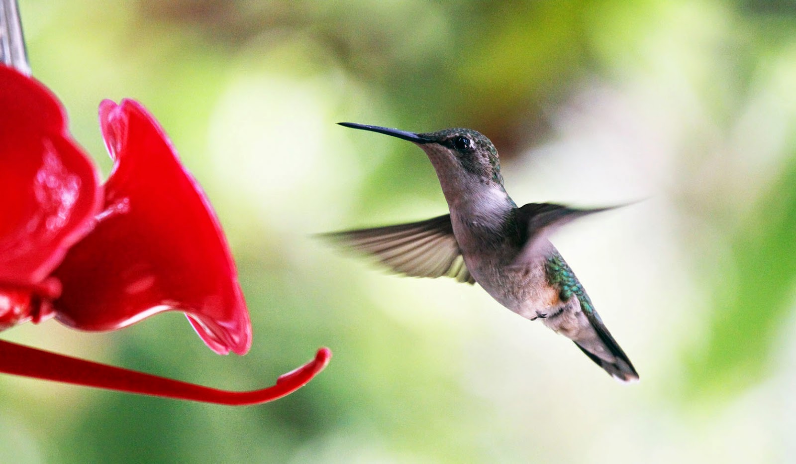southern lagniappe hummingbirds 2015 southern lagniappe hummingbirds 2015