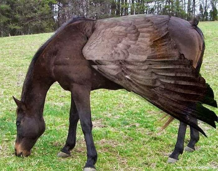 Secrets of Happiness Funny Horses WaLLpaper