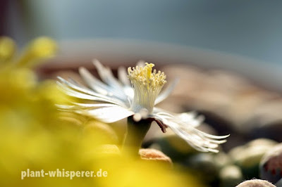 Lithops julii flower with a blur of Lithops lesliei flowers in the foreground on September 30, 2014 Side view of white Lithops julii flower with blurry yellow Lithops lesliei flowers in the foreground, picture date 2014-09-30