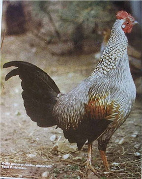 gallo sonneratii ansestro de los gallos
