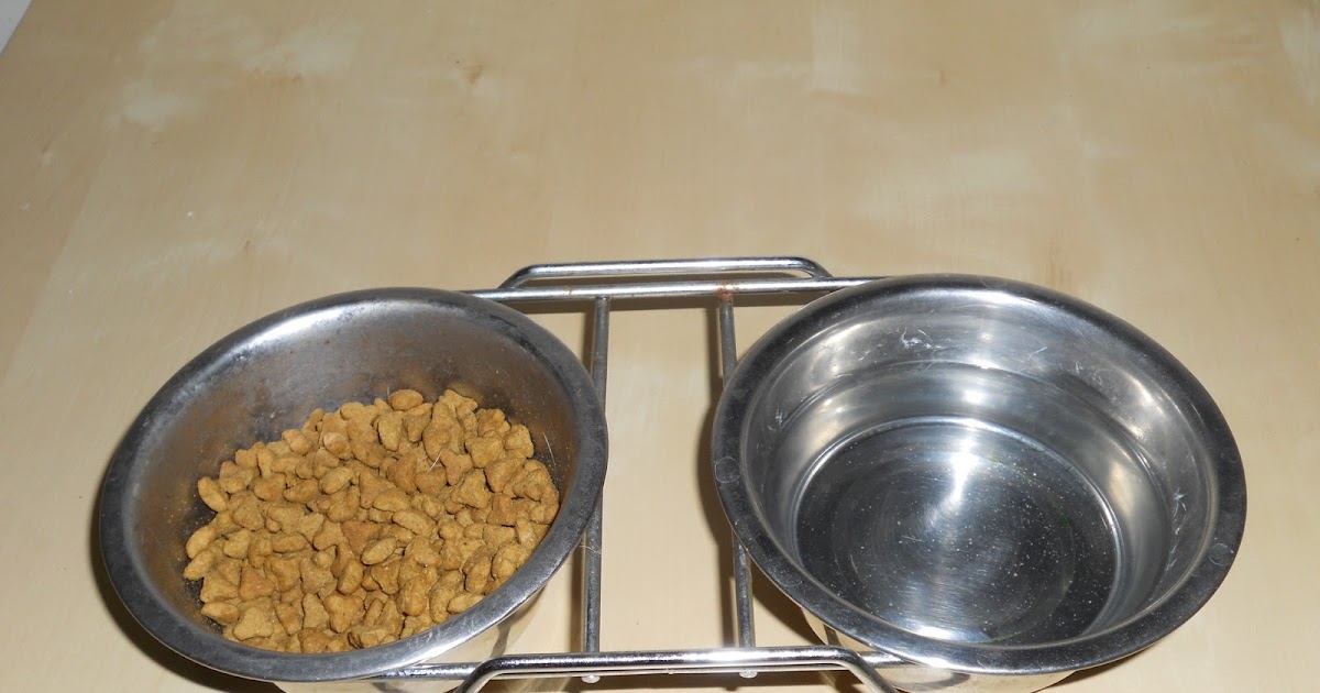KEDİ GÜNLÜĞÜ Mama Kabı Seçimi