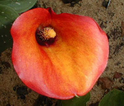 Calla Mango