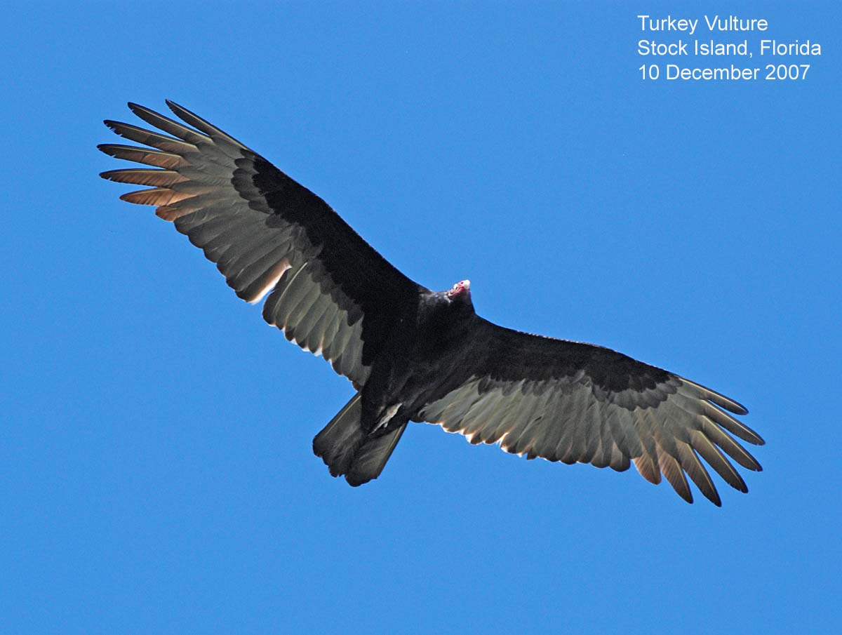 Northwest Nature Notes YES, WE HAVE VULTURES