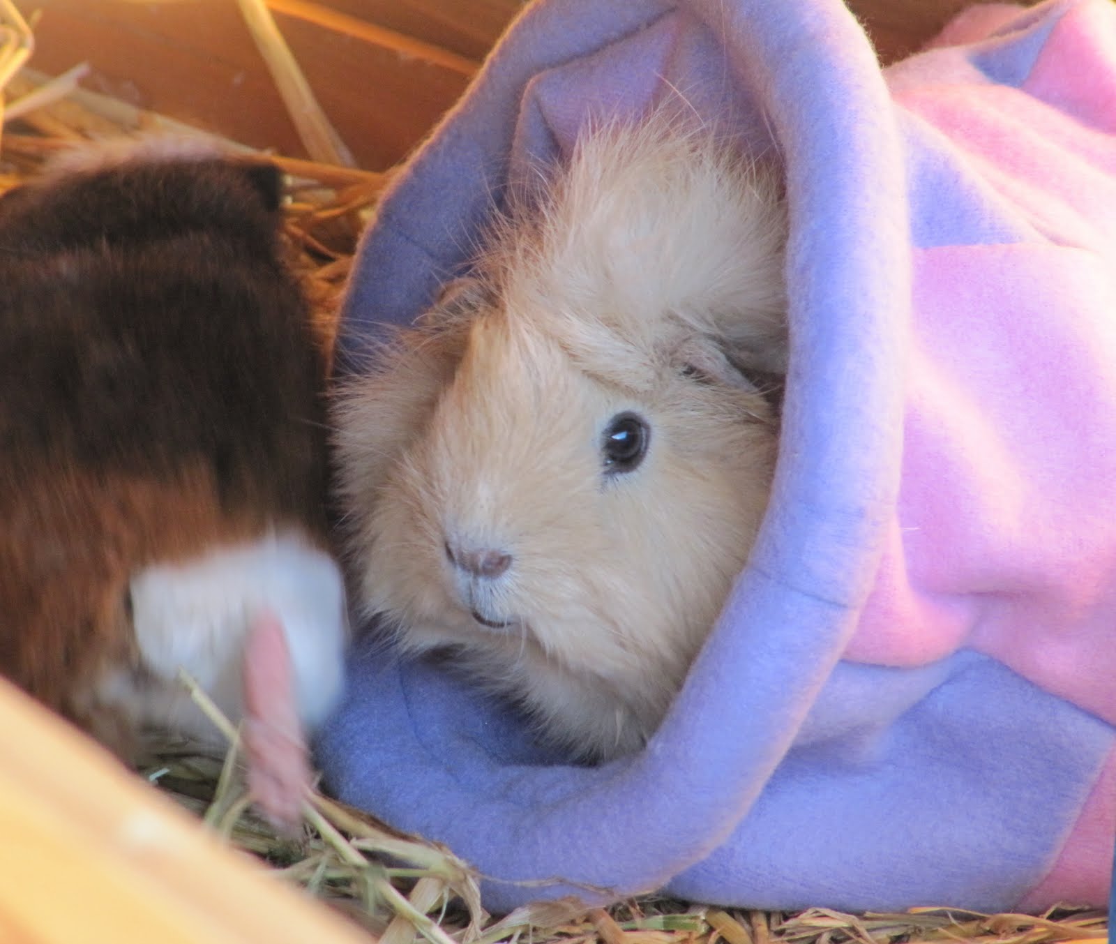 All Things Guinea Pig My Cuddle Sacks Arrived!
