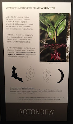 Examples of the information in the exhibit Seduzione Repulsione