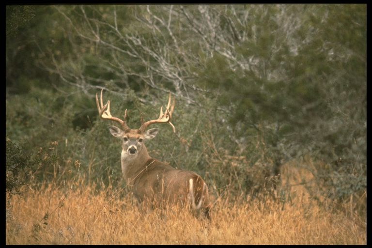 Wild Wonderings Legal Buck Sizes