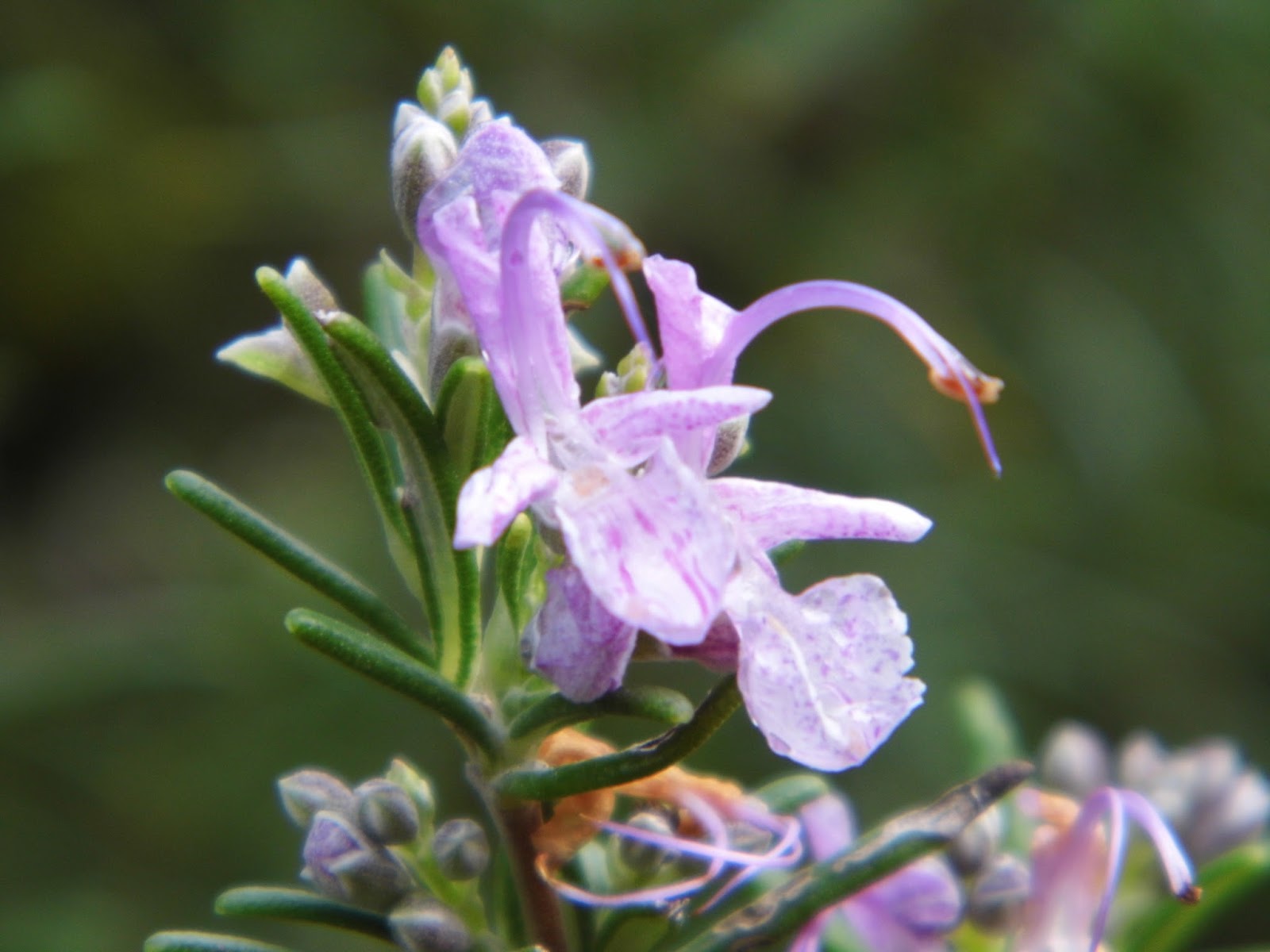 One Mother Hen Flowering Rosemary