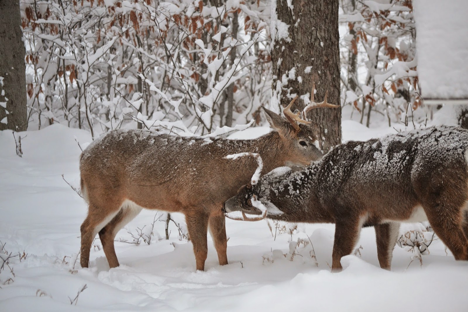 Janie's Pocono Mountain Garden The Poconos "WILD" Wildlife And Weather