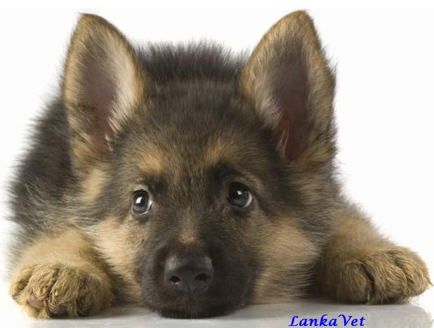 Compare contrast essay dogs and cats