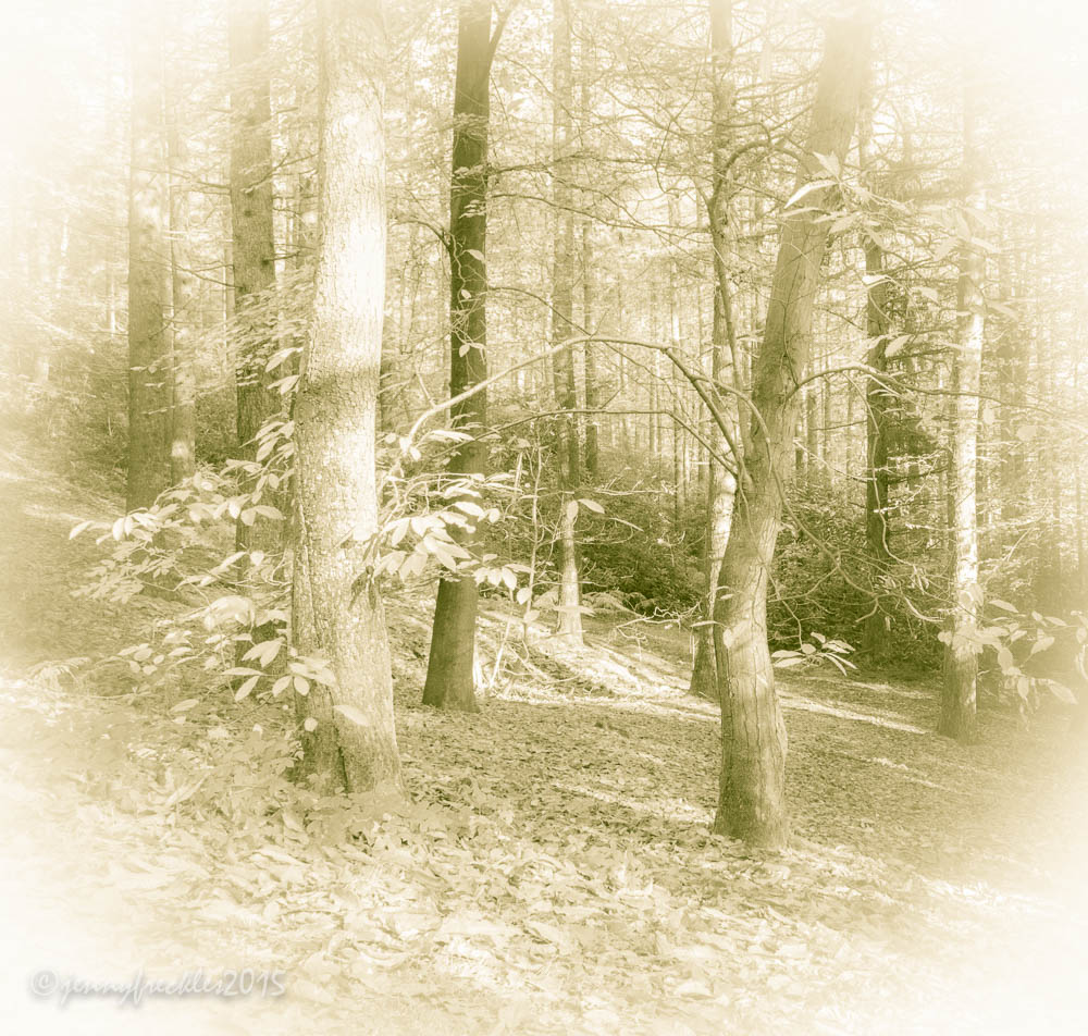 Saltaire Daily Photo Faded forest