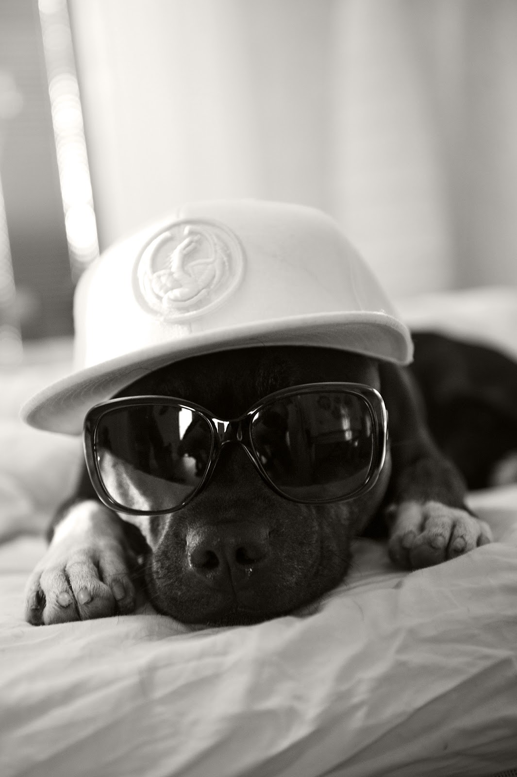 SmalltownDogDiary Mister Cool SmalltownDogDiary Mister Cool