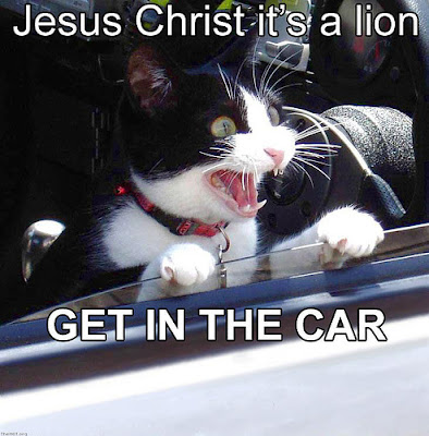 Funny Cat Pictures