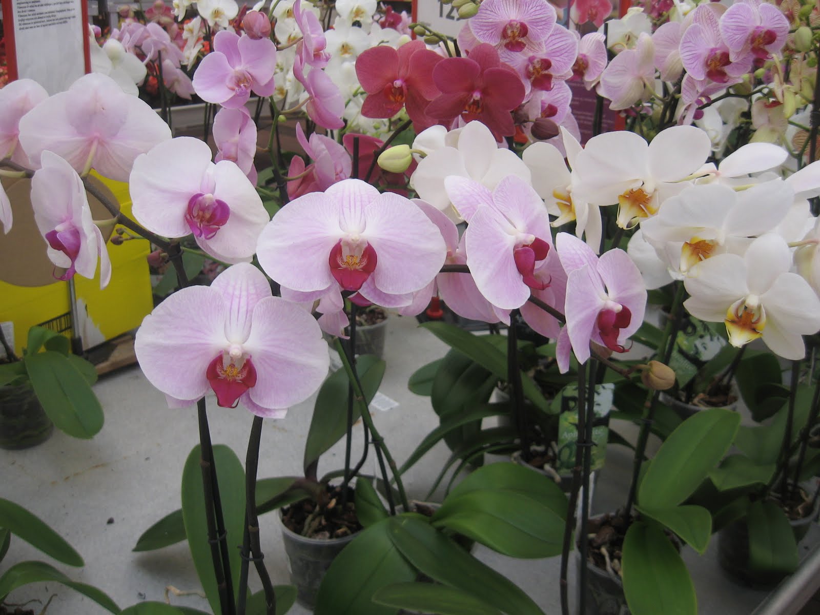Orchids For Sale