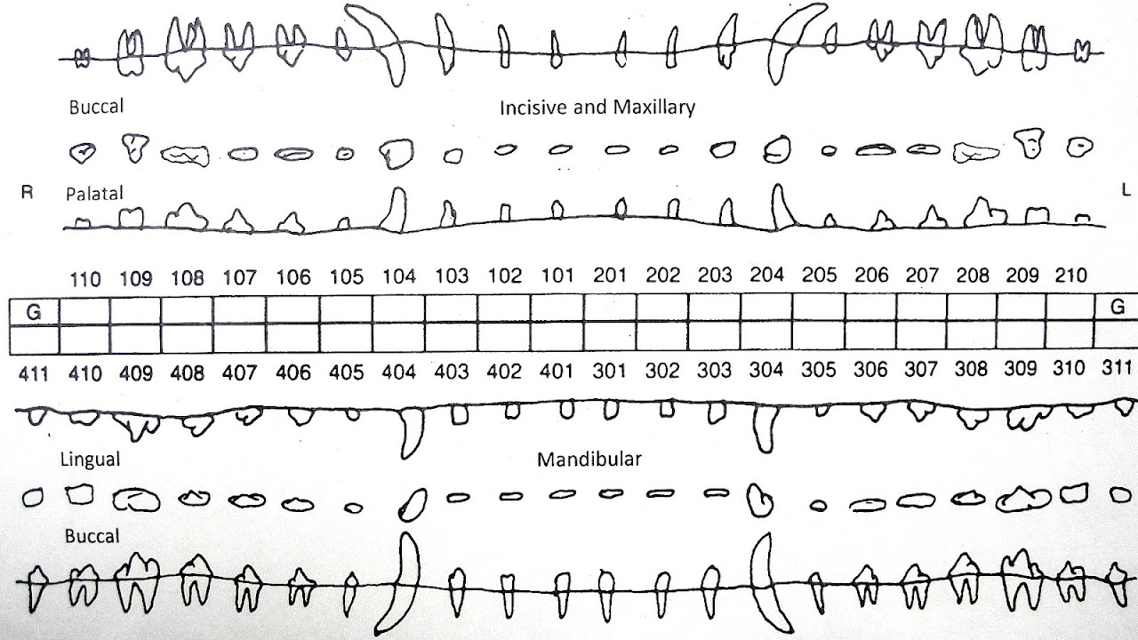 Dentition Dental Formula Dog Dog Choices