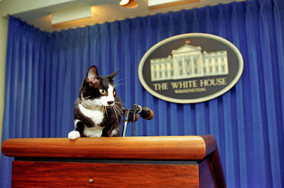 Cat Standing on the Press Podium at the White House clip art