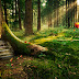 Wallpaper Enchanted Forest