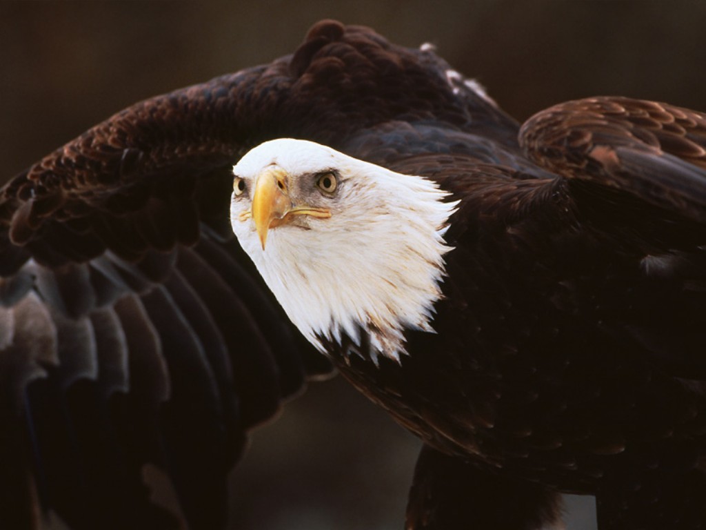 Wallpaper DB: bald eagle wallpaper