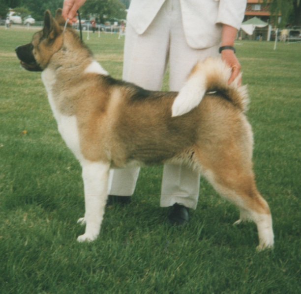 dogs: American Akita Dog