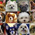 Mira razas de perros para departamentos ideales para vivir